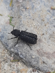 Lichenophanes spectabilis