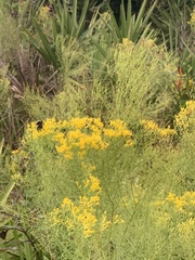 Bombus impatiens image