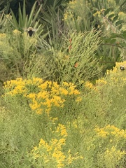Bombus impatiens image