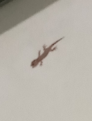 Lepidodactylus lugubris