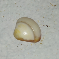 Anomalocardia flexuosa