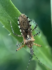 Cosmoclopius nigroannulatus