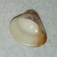 Anomalocardia flexuosa