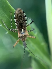 Cosmoclopius nigroannulatus