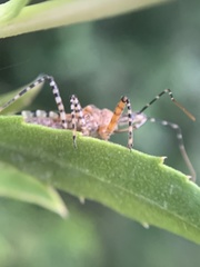 Cosmoclopius nigroannulatus