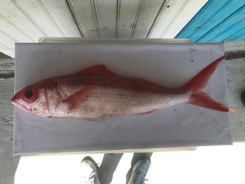 Blear-eyed snapper (Etelis oculatus) — Lutjanidae — 4