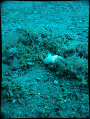 Antennarius striatus