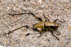 Eupholidoptera krueperi