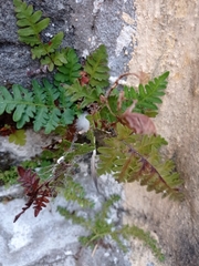 Cheiloplecton rigidum