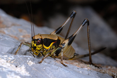 Eupholidoptera krueperi