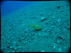 Sepia latimanus