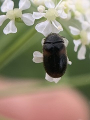 Trogoderma argentina