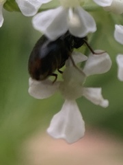 Trogoderma argentina