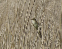 Acrocephalus orientalis