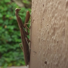 Mantis religiosa religiosa