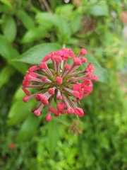 Arachnothryx leucophylla