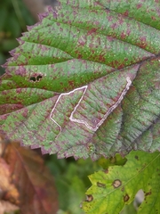 Stigmella villosella