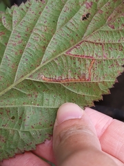 Stigmella villosella