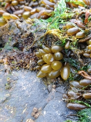 Adenocystis utricularis