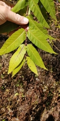 Ailanthus altissima