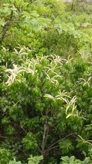 Lithocarpus konishii
