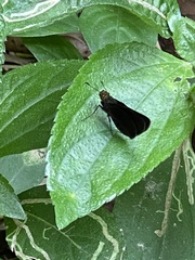 Lepidoptera