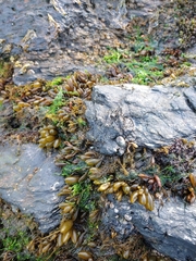 Adenocystis utricularis