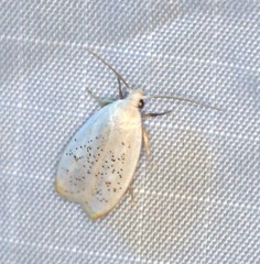 Durrantia piperatella