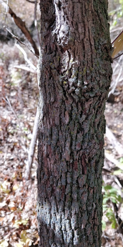 Cornus drummondii, Big Sioux Township, SD, USA
