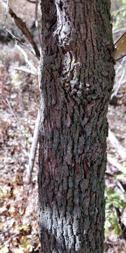 roughleaf dogwood (Cornus drummondii)