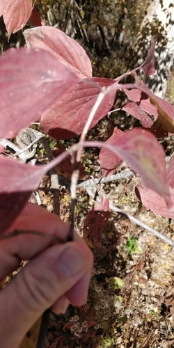 Cornus drummondii
