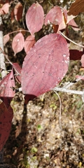 Cornus drummondii