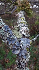 Lobaria hallii