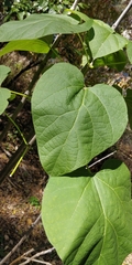 Catalpa speciosa