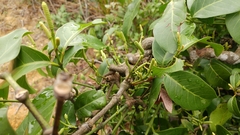 Gnetum luofuense