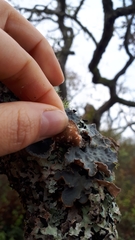 Lobaria hallii
