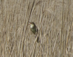 Acrocephalus orientalis