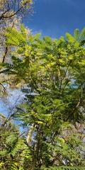 Ailanthus altissima