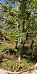 Ailanthus altissima