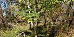 Ailanthus altissima