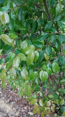 Pentaphylax euryoides