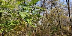 Ailanthus altissima