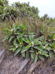 Myoporum acuminatum
