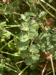 Phragmidium sanguisorbae