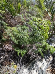 Pteridium aquilinum capense