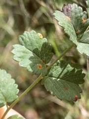 Phragmidium sanguisorbae