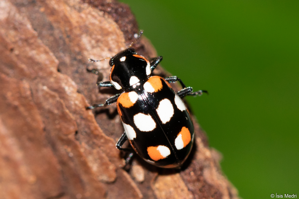 Eriopis connexa