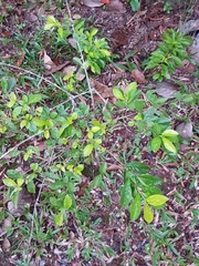 Duranta erecta