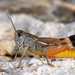 Turkish Banded Grasshopper - Photo (c) Roberto Sindaco, some rights reserved (CC BY-NC-SA), uploaded by Roberto Sindaco