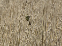 Acrocephalus orientalis